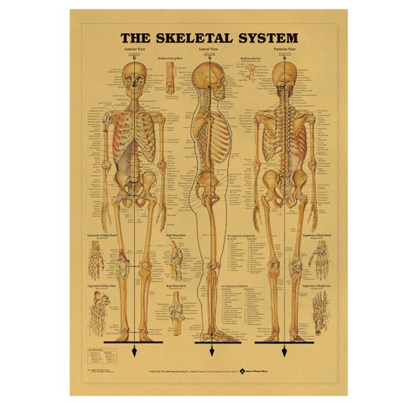 Vintage Fashion Wallpaper - Vintage Het Skelet Systeem Medische Poster